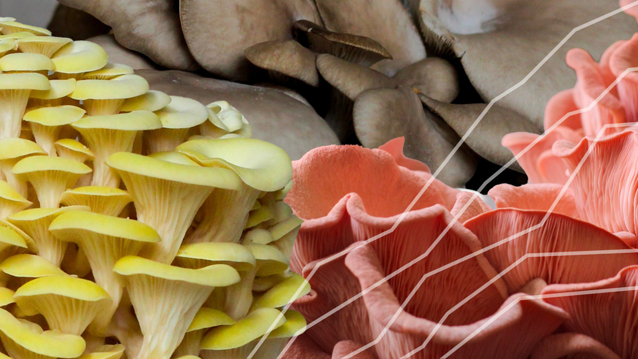 mushrooms